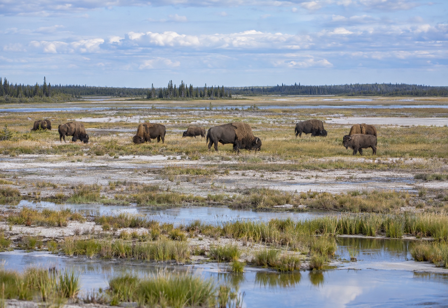 Wood bison grazing on open grassland in Wood Buffalo National Park